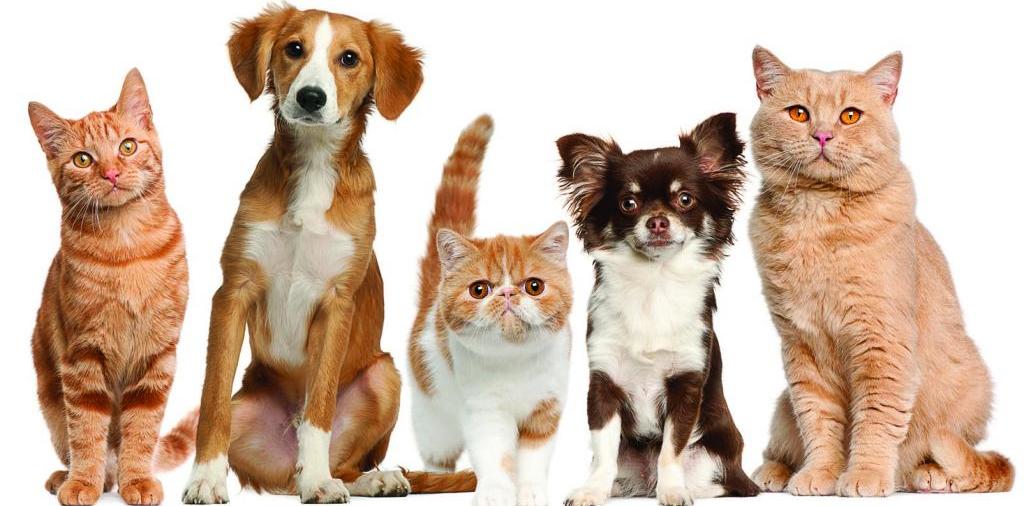 Доска объявлений о животных | ЗооТом - продажа, вязка и услуги для животных в Амурске