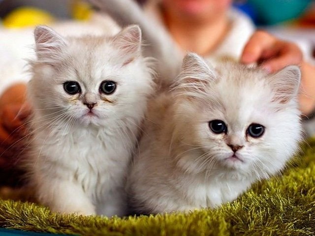 Породы кошек в Амурске | ЗооТом портал о животных