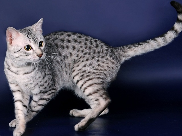 Породы кошек в Амурске | ЗооТом портал о животных