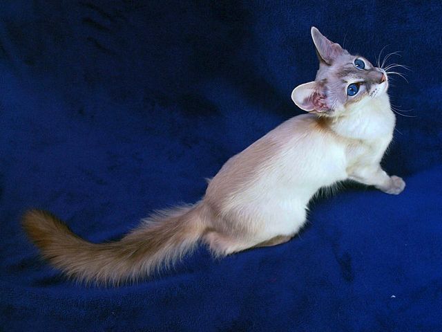 Выведенные породы кошек в Амурске | ЗооТом портал о животных