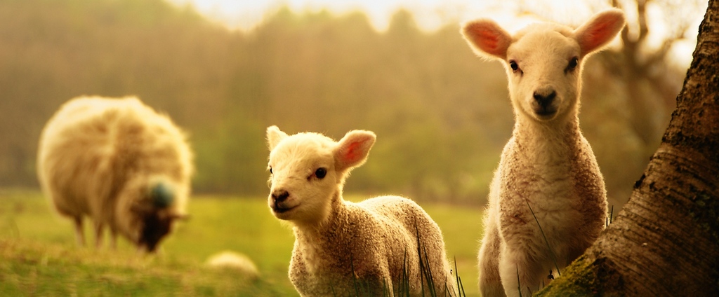 Объявления о сельскохозяйственных животных | ЗооТом - продажа, вязка и услуги для животных в Амурске