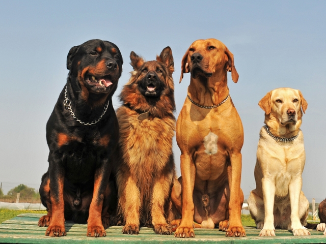 Крупные породы собак в Амурске | ЗооТом портал о животных