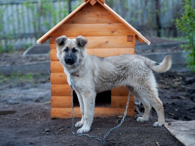 Все о собаках в Амурске Все о собаках в Амурске